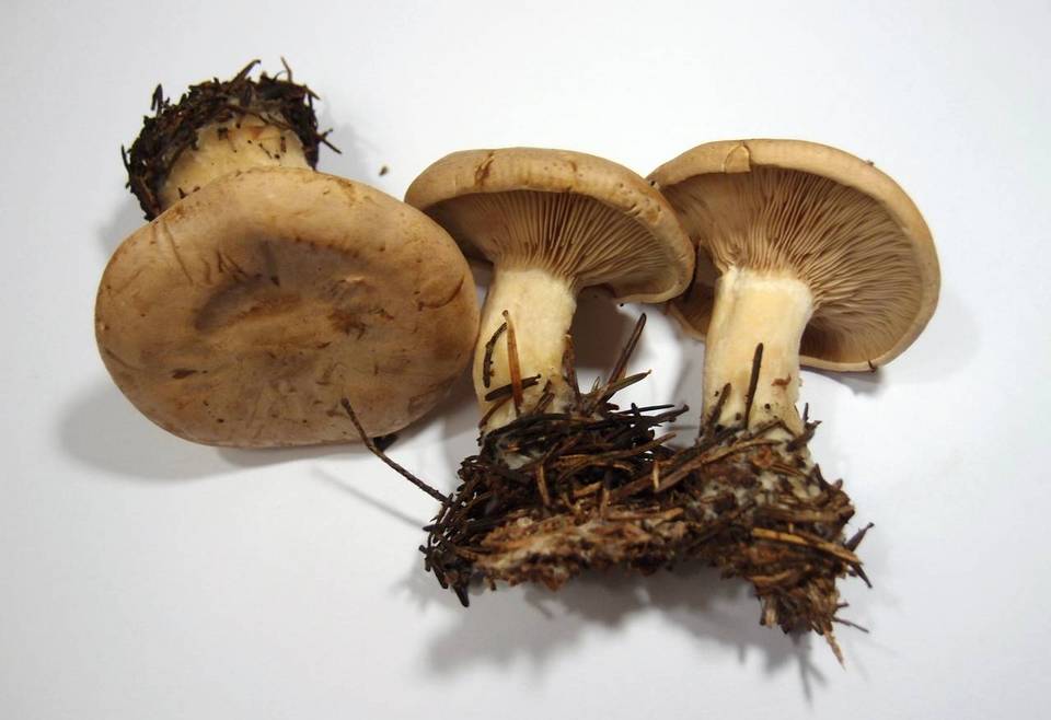 Clitopaxillus alexandri image