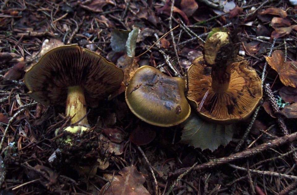 Cortinarius atrovirens image