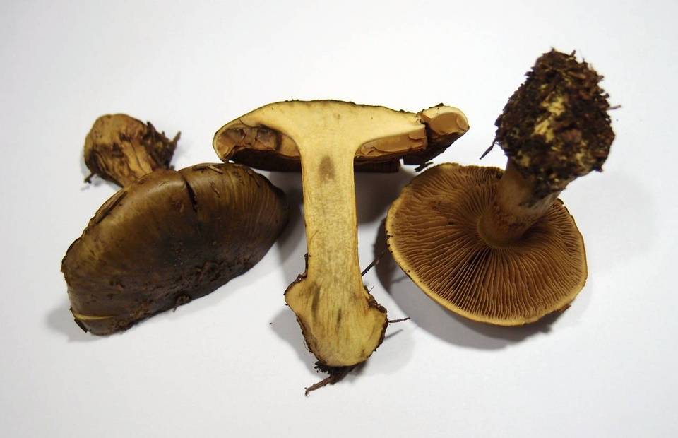 Cortinarius atrovirens image