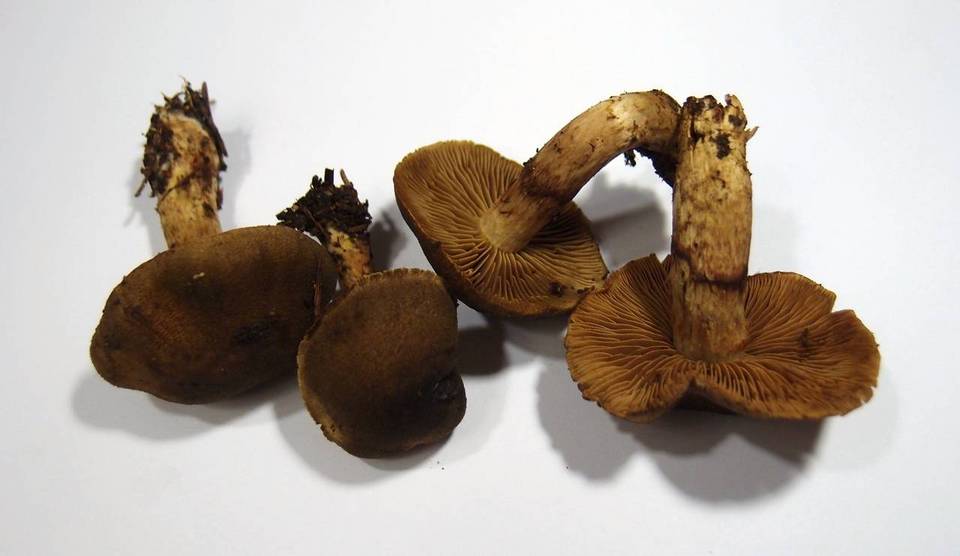Cortinarius melanotus image