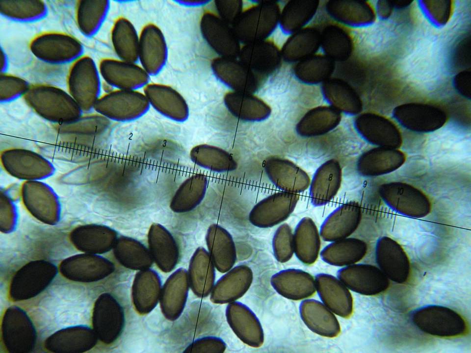 Panaeolina castaneifolia image