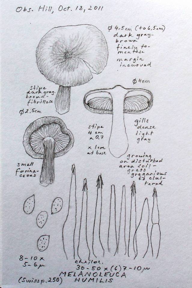 Melanoleuca humilis image