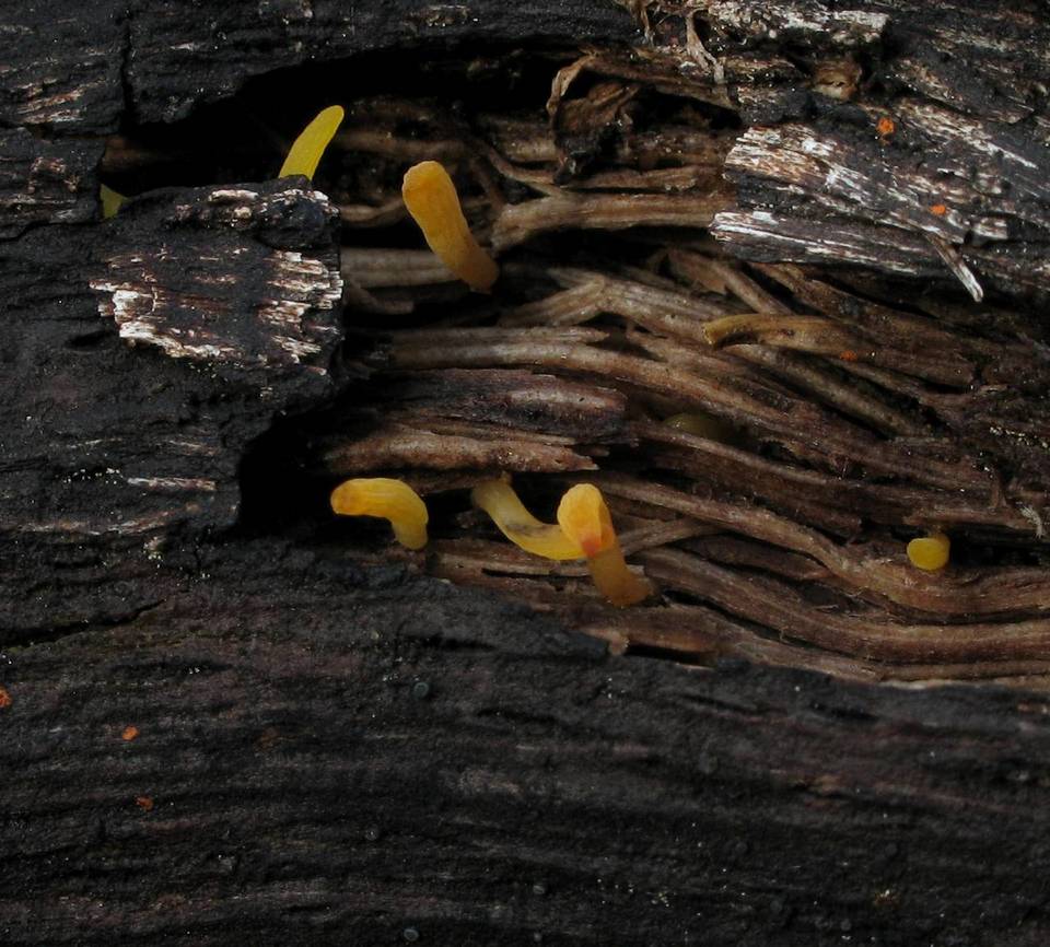 Calocera furcata image