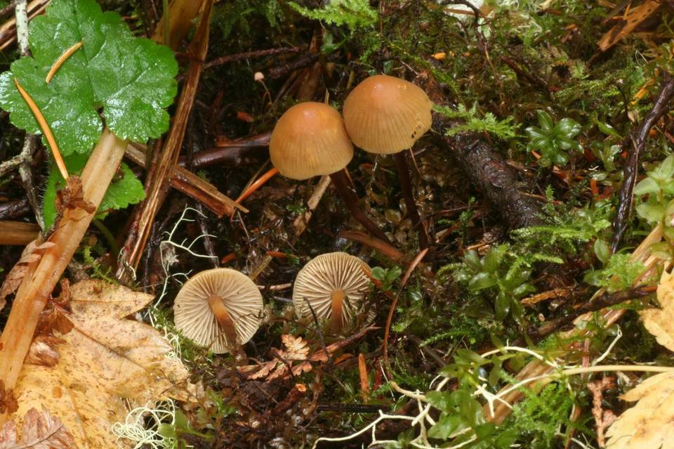 Mythicomyces corneipes image