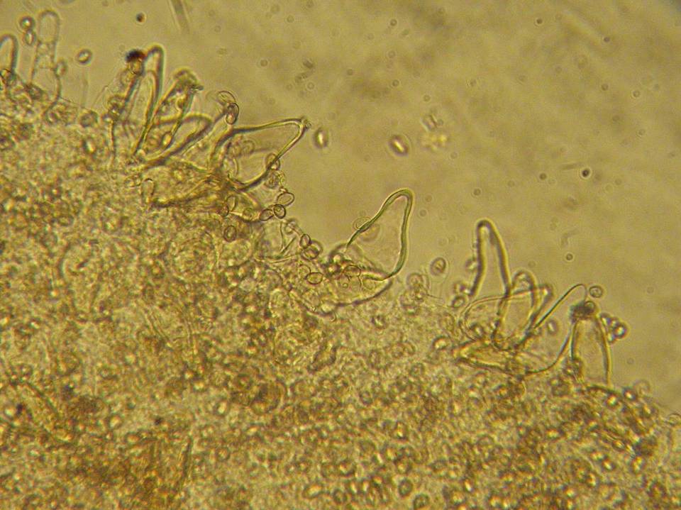 Mythicomyces corneipes image