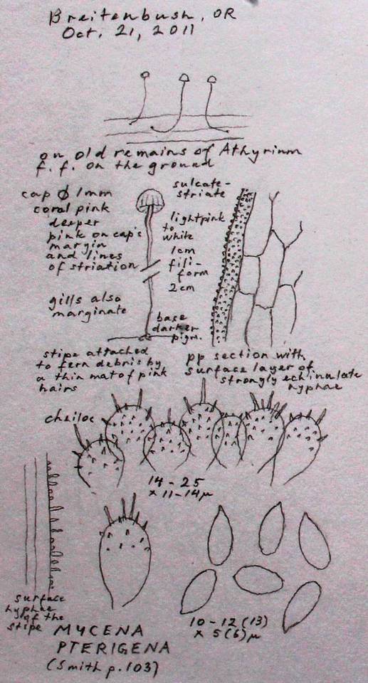 Mycena pterigena image