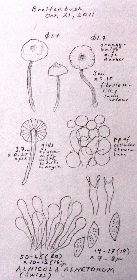 Naucoria alnetorum image