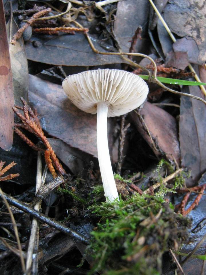 Pluteus phlebophorus image