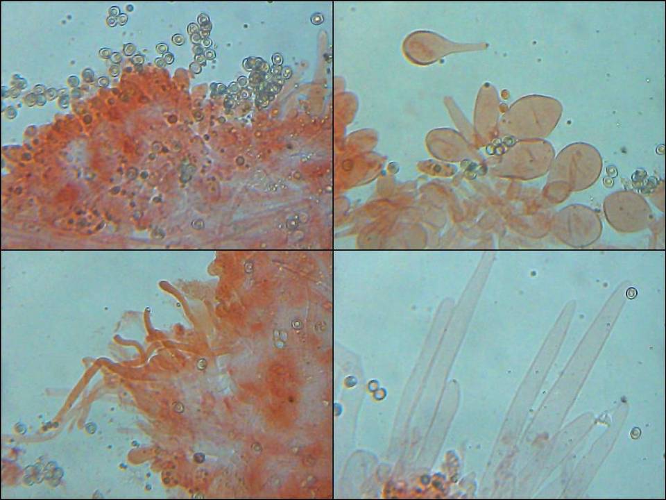 Pluteus phlebophorus image