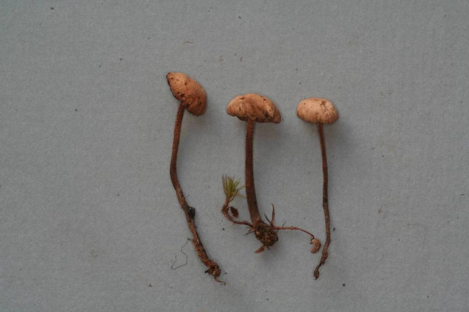 Mycetinis applanatipes image