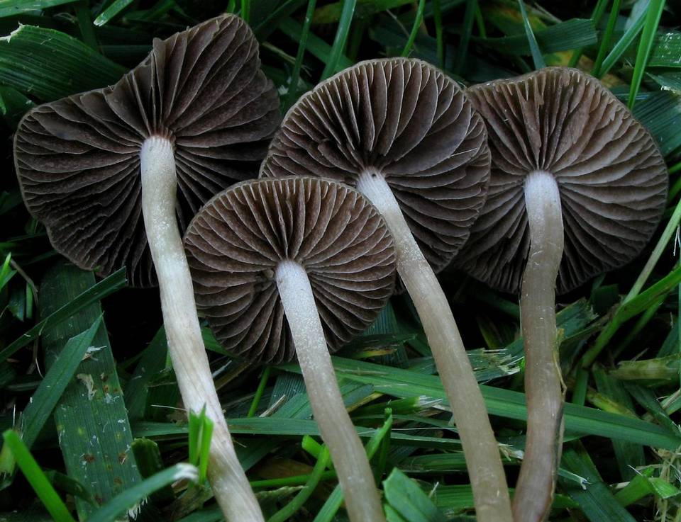 Panaeolina castaneifolia image