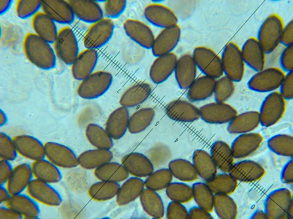 Panaeolina castaneifolia image