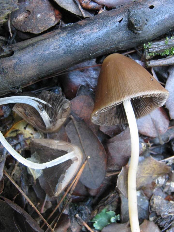 Parasola conopilea image
