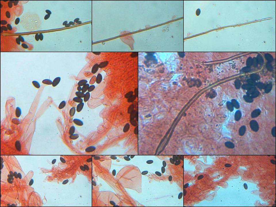Parasola conopilea image