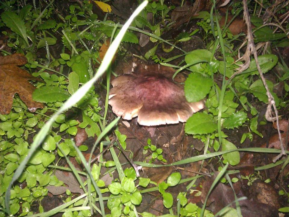 Inocybe adaequata image