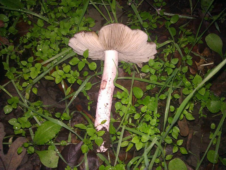Inocybe adaequata image
