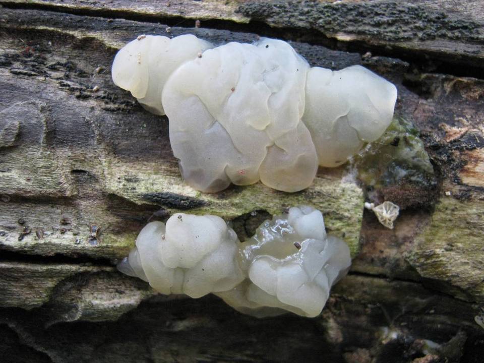 Exidia thuretiana image