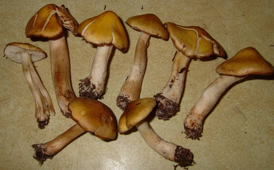 Tricholoma fumosoluteum image