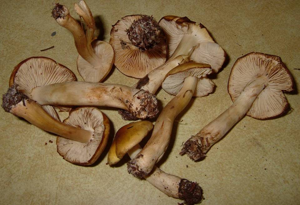 Tricholoma fumosoluteum image