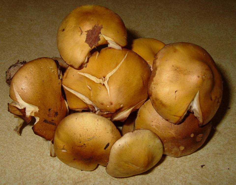Tricholoma fumosoluteum image