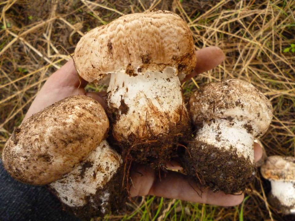 Agaricus lilaceps image