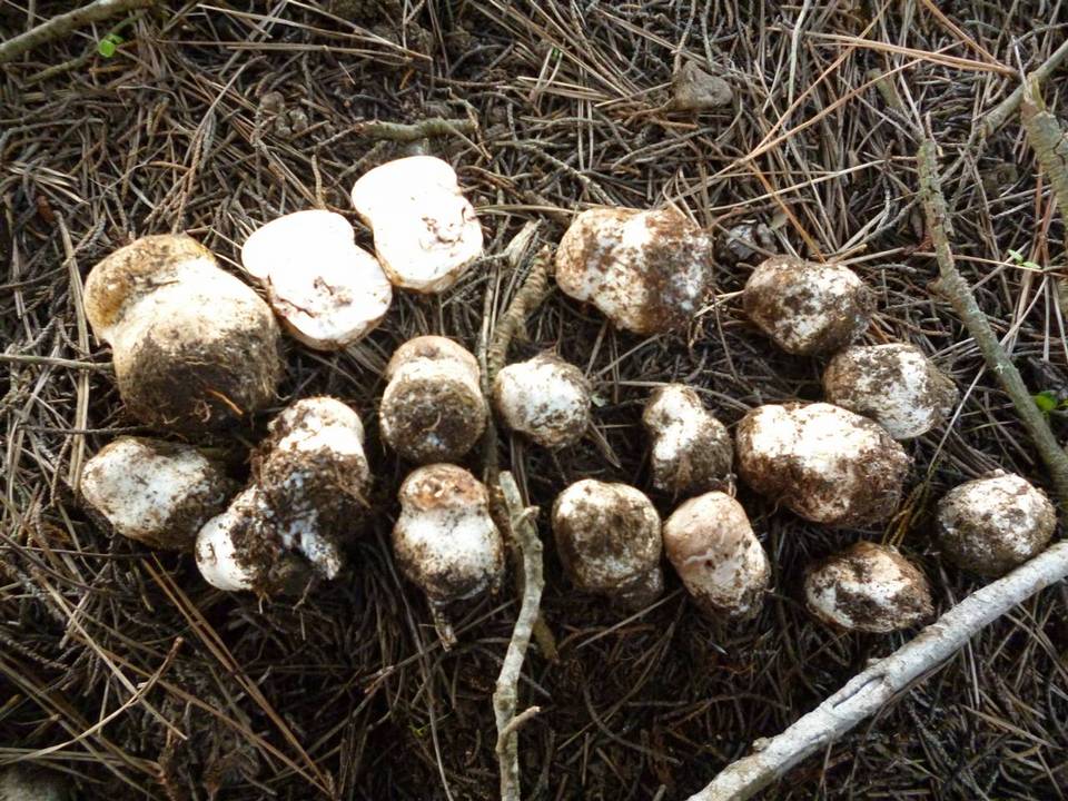 Agaricus lilaceps image