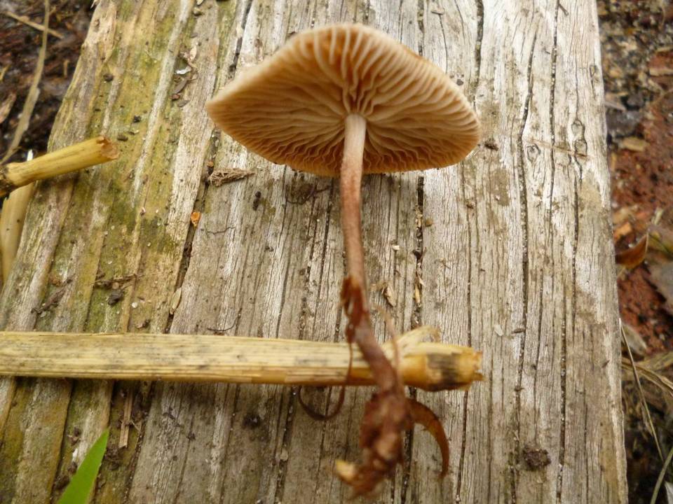 Gymnopus subpruinosus image