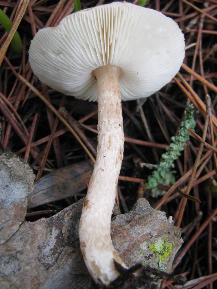 Lepiota josserandii image