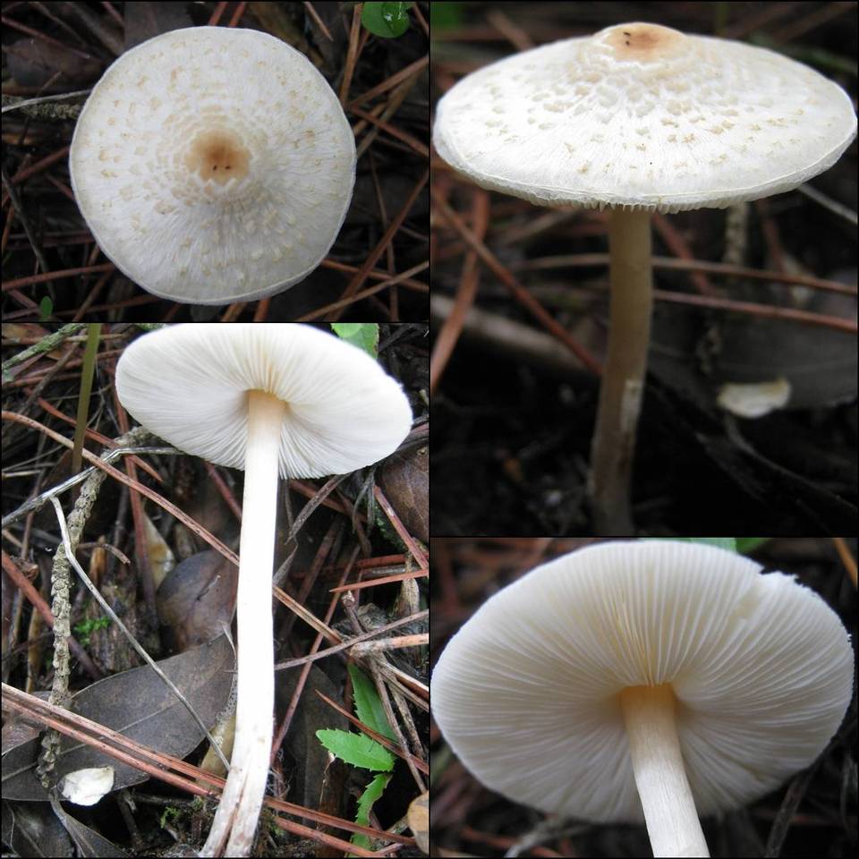 Lepiota josserandii image
