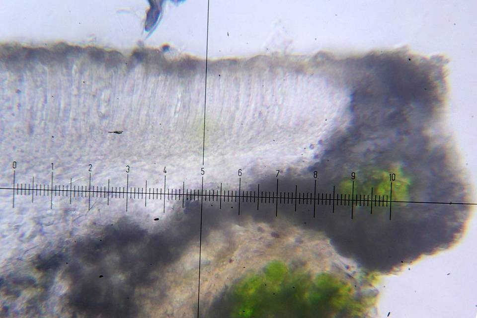 Lecania cyrtella image