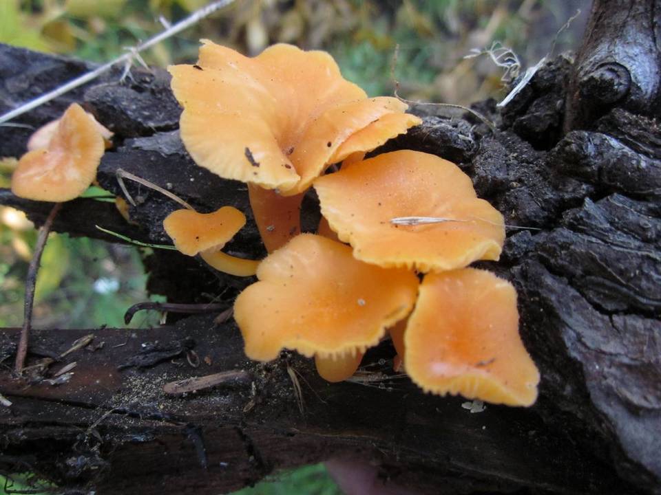 Chrysomphalina aurantiaca image