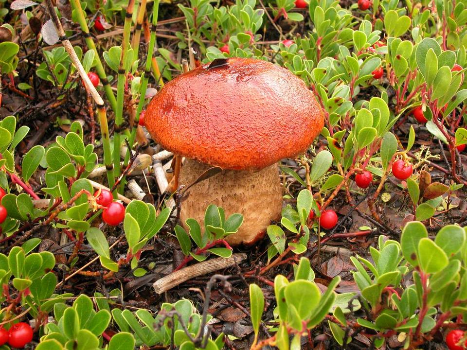Leccinum arctostaphyli image