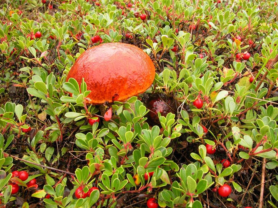 Leccinum arctostaphyli image