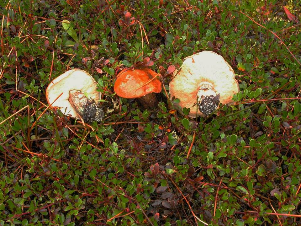Leccinum arctostaphyli image