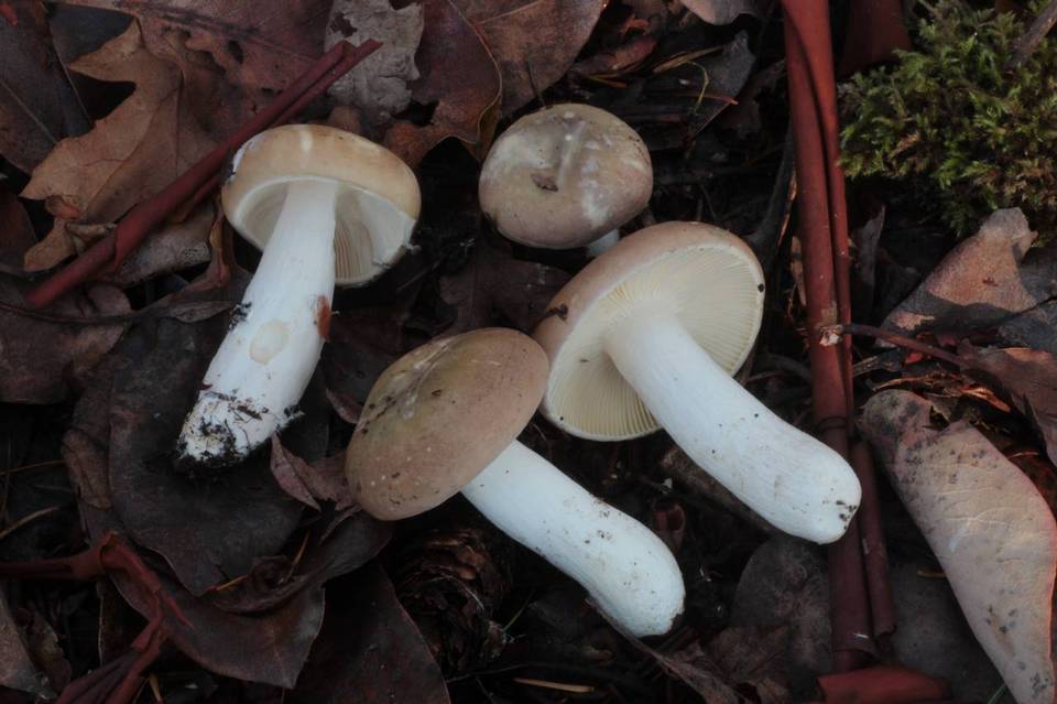 Russula abietina image