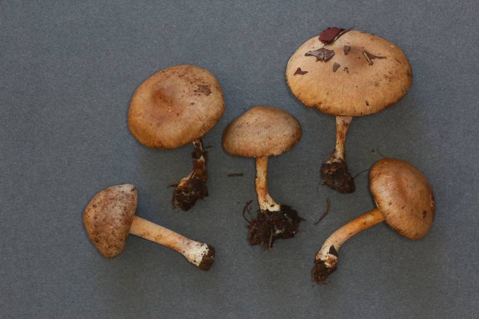 Inocybe leiocephala image