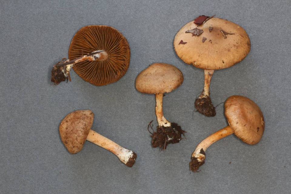 Inocybe leiocephala image