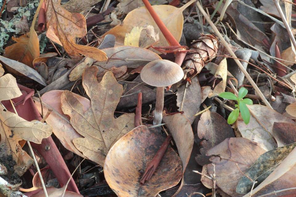 Cortinarius casimiri image