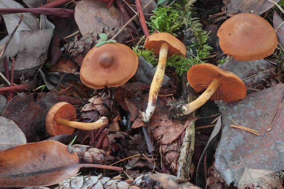 Cortinarius cinnamomeus image