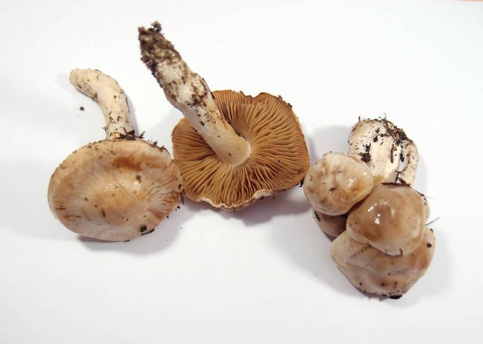 Cortinarius barbatus image