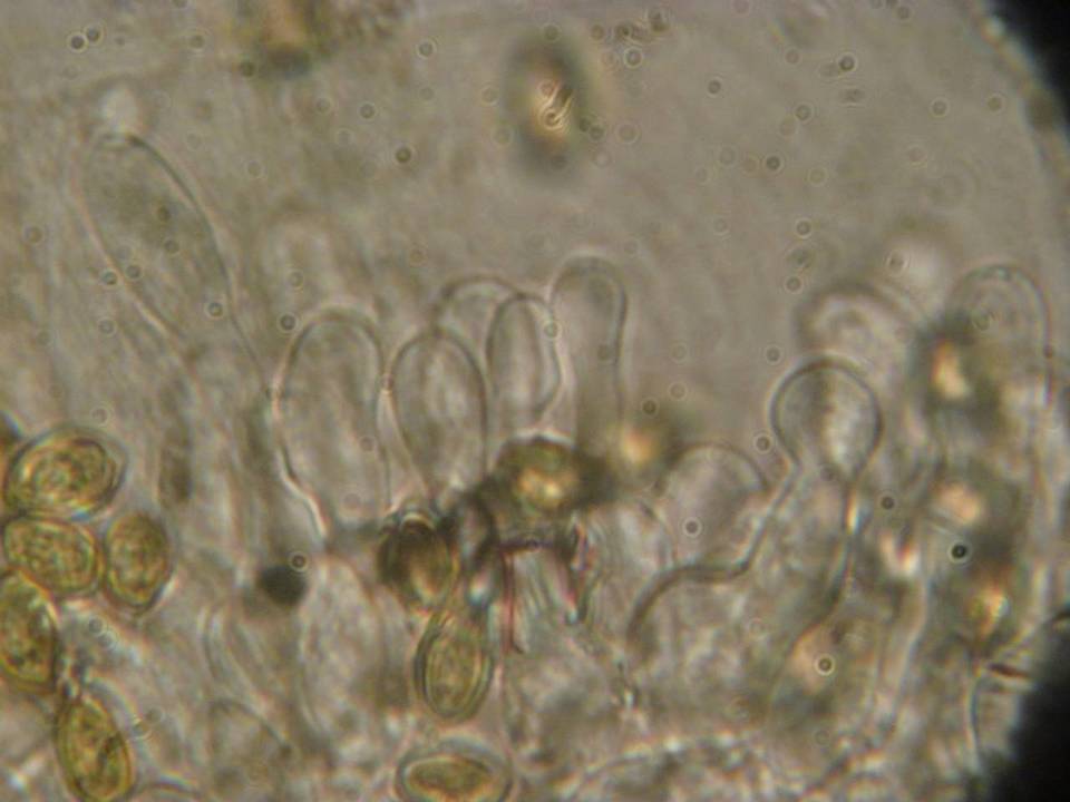 Galerina evelata var. evelata image
