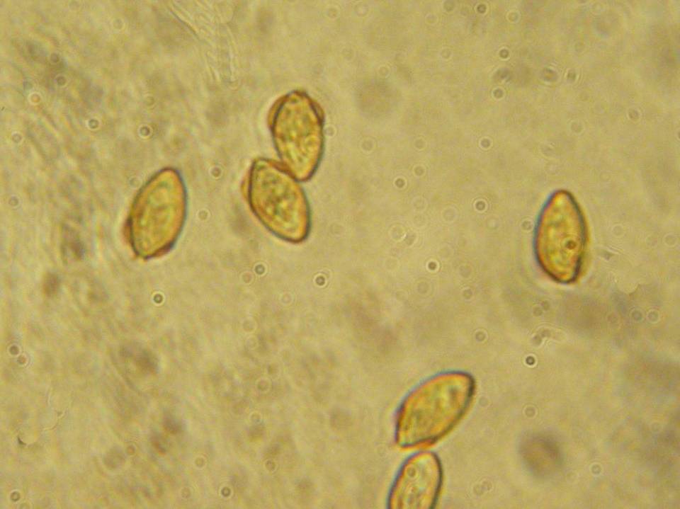 Galerina evelata var. evelata image