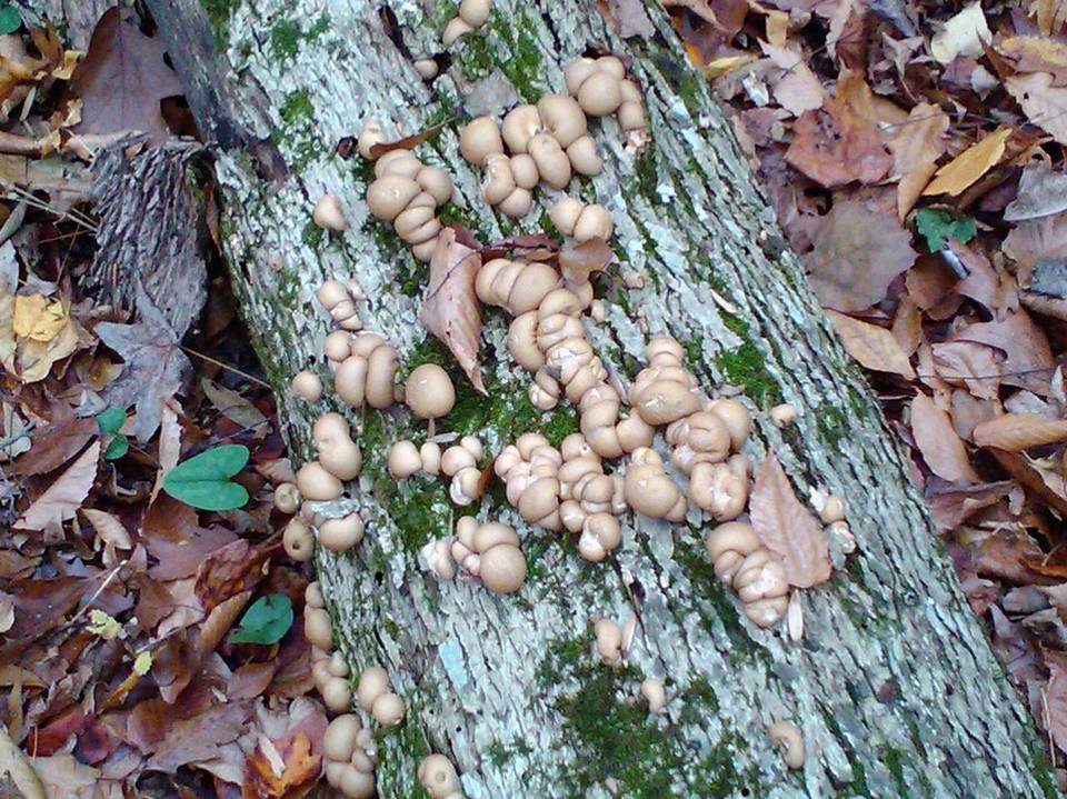 Morganella pyriformis image