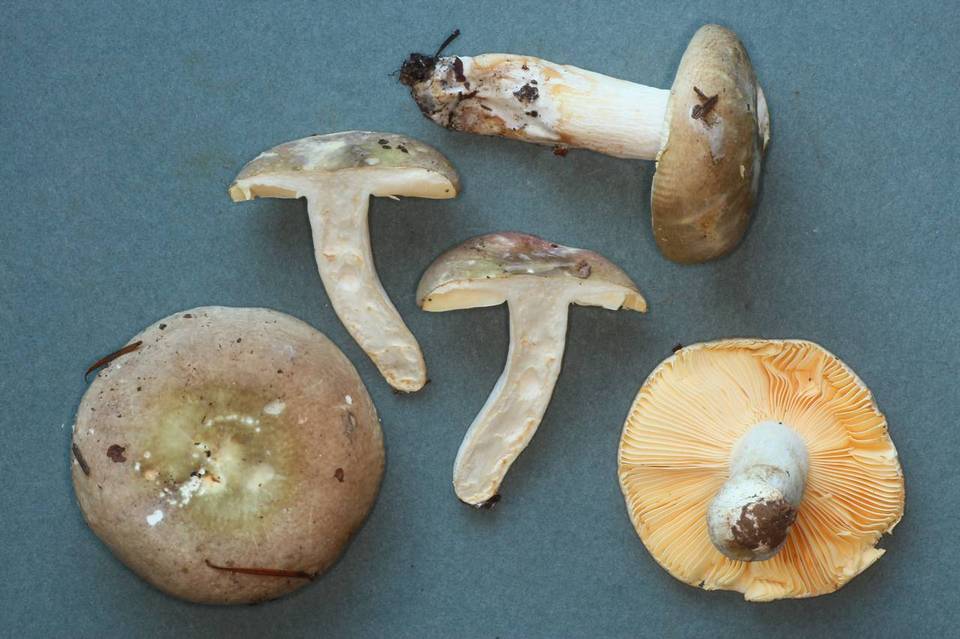 Russula abietina image