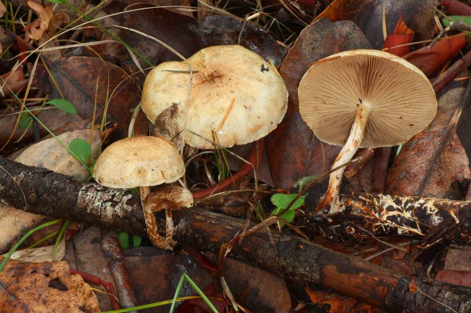 Pholiota decorata image