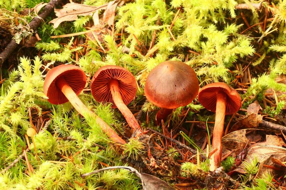 Cortinarius californicus image