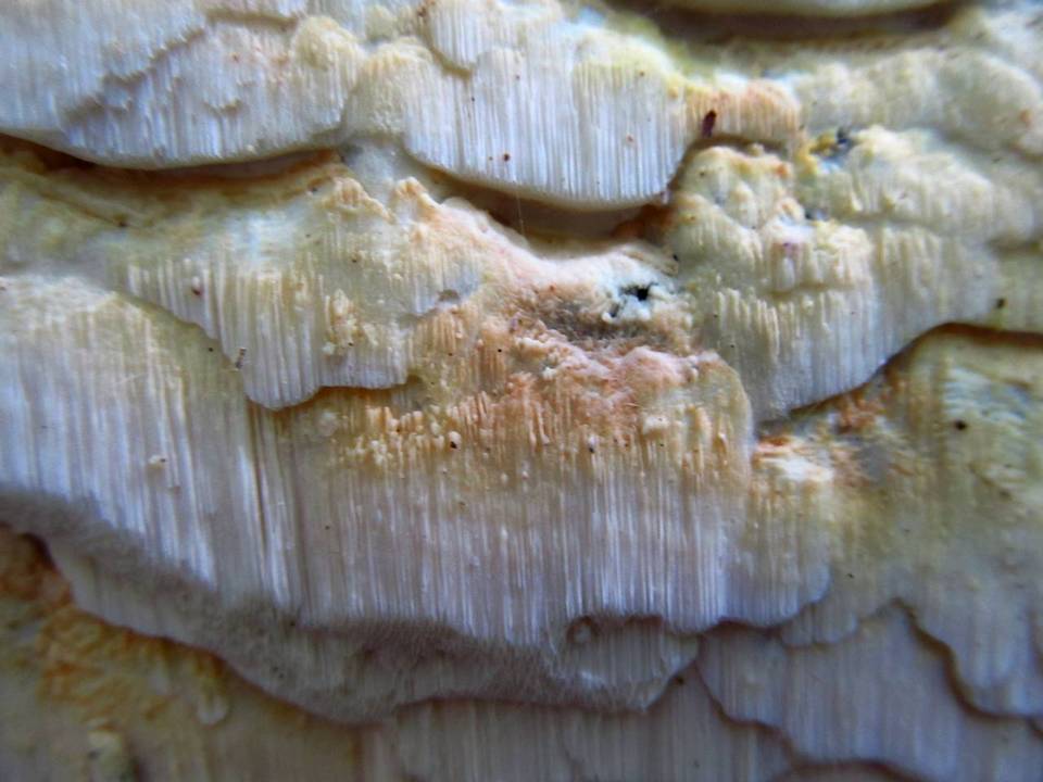 Oxyporus corticola image