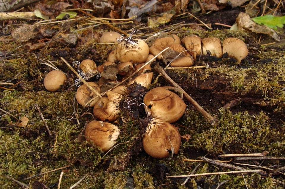 Morganella pyriformis image