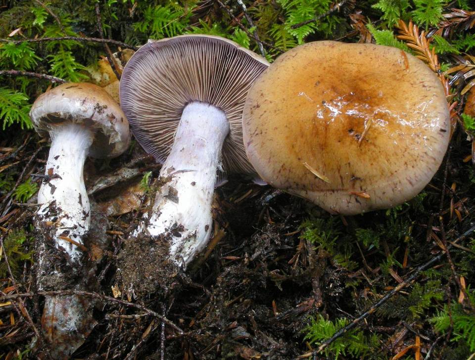Cortinarius cacodes image