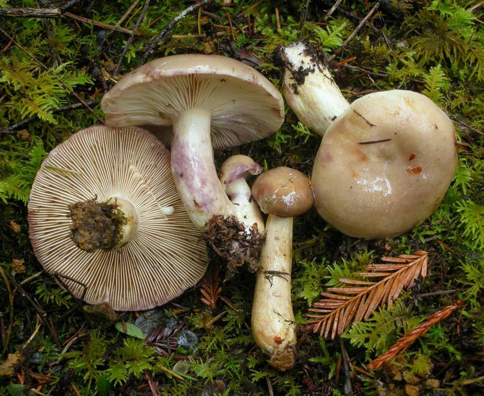 Lactarius pallescens image